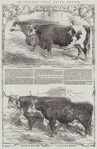 Smithfield Club Prize Cattle